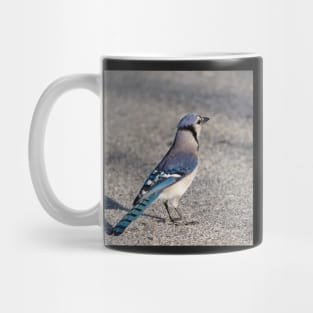 Blue Jay in Parking Lot Mug